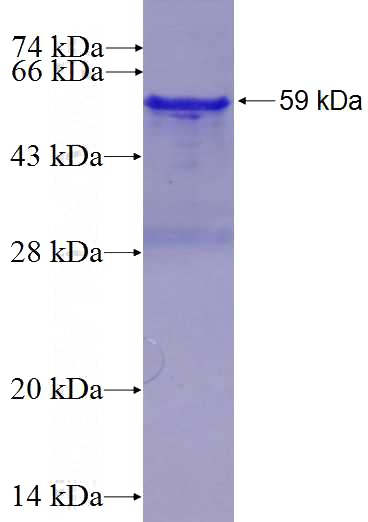 Recombinant Human CUL3 SDS-PAGE