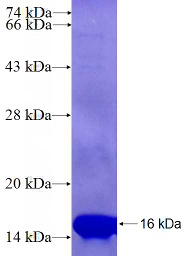 Recombinant Human SIN3B SDS-PAGE