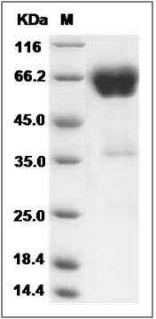 Rat CD2 Protein (Fc Tag) SDS-PAGE