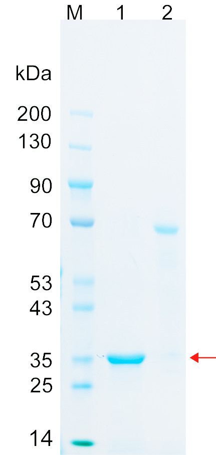 Recombinant OGA protein (His tag) SDS-PAGE