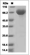 Human B7-DC / PD-L2 / CD273 / PDCD1LG2 Protein (Fc Tag) SDS-PAGE