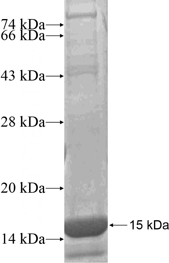 Recombinant Human PAX3 SDS-PAGE