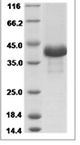 Rat Osteonectin / SPARC Protein 15530