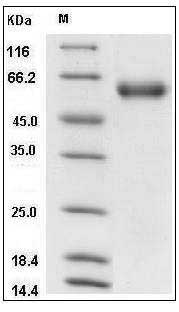 Mouse Angiotensinogen / SerpinA8 / AGT Protein (His Tag) SDS-PAGE