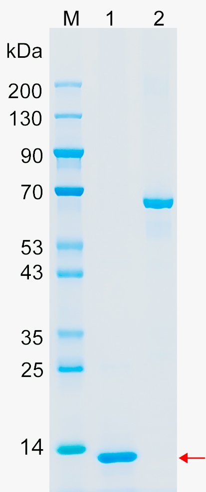 Recombinant TAFA5 protein (His tag) SDS-PAGE