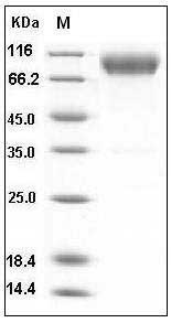 Mouse CD200R1 Protein (His & Fc Tag) SDS-PAGE