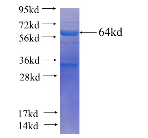 Recombinant human ENPP1 SDS-PAGE
