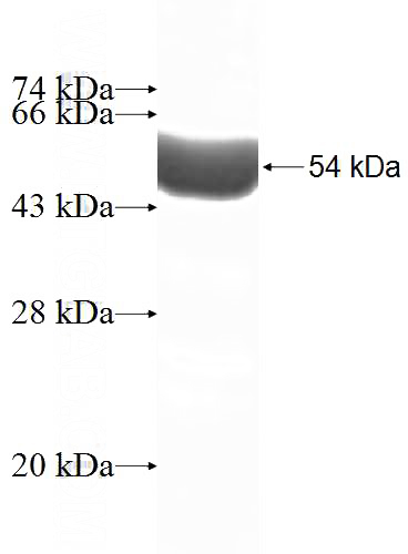 Recombinant Human PDCL3 SDS-PAGE