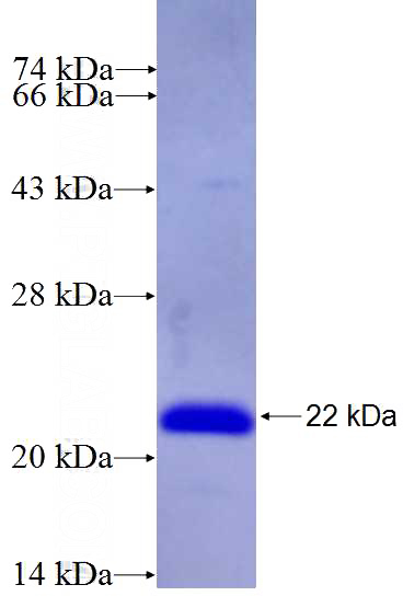 Recombinant Human FMNL1 SDS-PAGE
