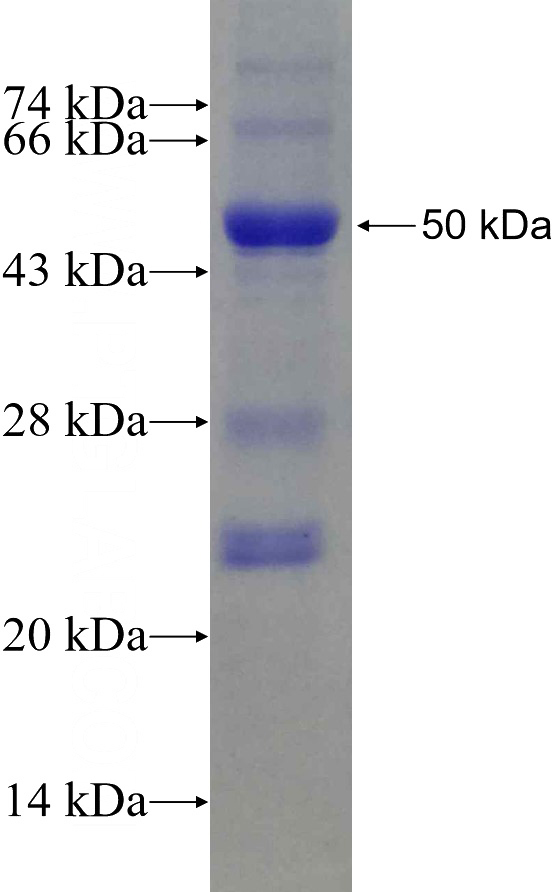 Recombinant Rat Angptl4 SDS-PAGE
