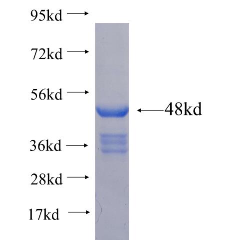 Recombinant Arabidopsis thaliana MUR1 SDS-PAGE