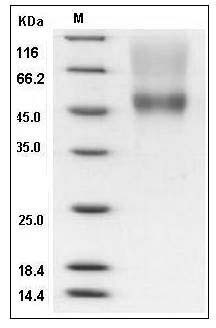 Human CD16a / FCGR3A Protein (176 Phe, His & AVI Tag), Biotinylated SDS-PAGE