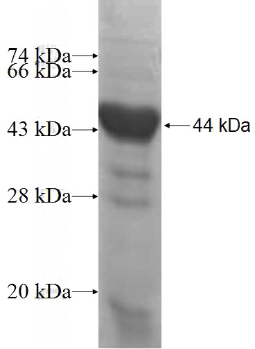 Recombinant Human NKRF SDS-PAGE