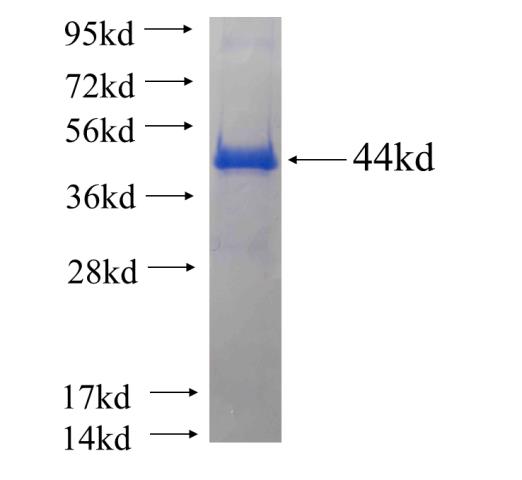 Recombinant human RENALASE SDS-PAGE