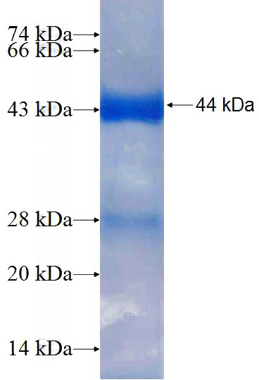 Recombinant Human RAPGEF1 SDS-PAGE