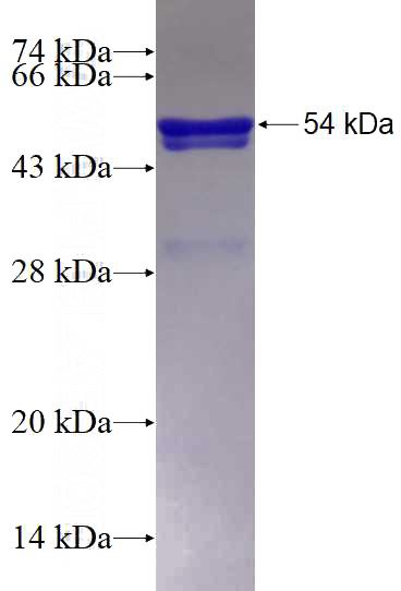 Recombinant Human FUBP3 SDS-PAGE