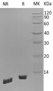 Mouse C5/Hc recombinant protein
