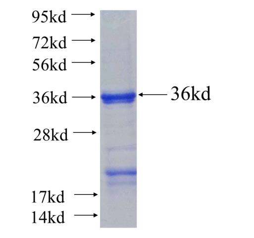 Recombinant human SURF2(Full length) SDS-PAGE