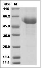 SPINT2 protein SDS-PAGE