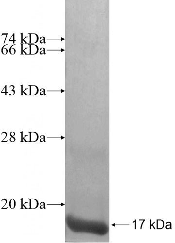 Recombinant Human MRPL43 SDS-PAGE