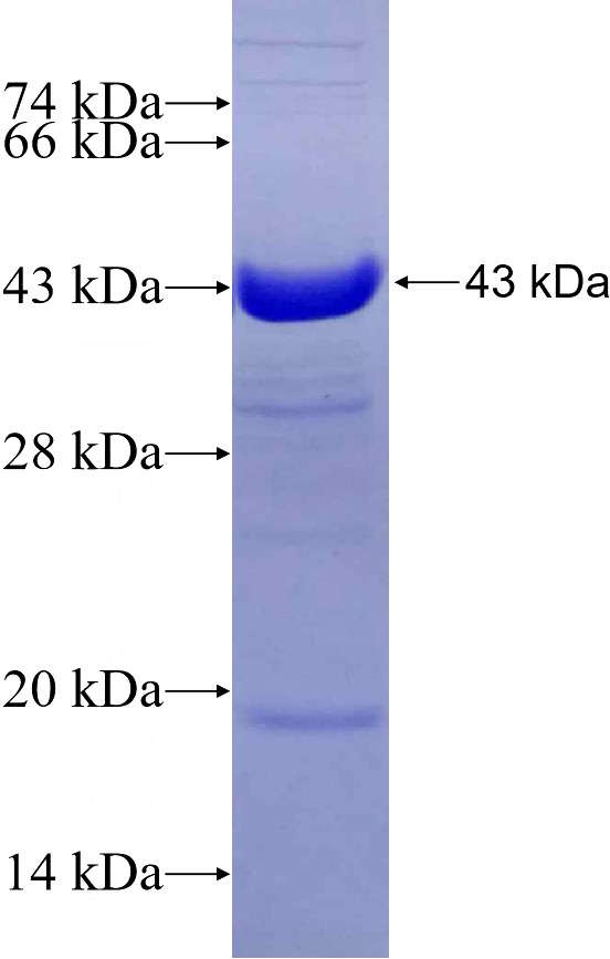Recombinant Human SEC31A SDS-PAGE