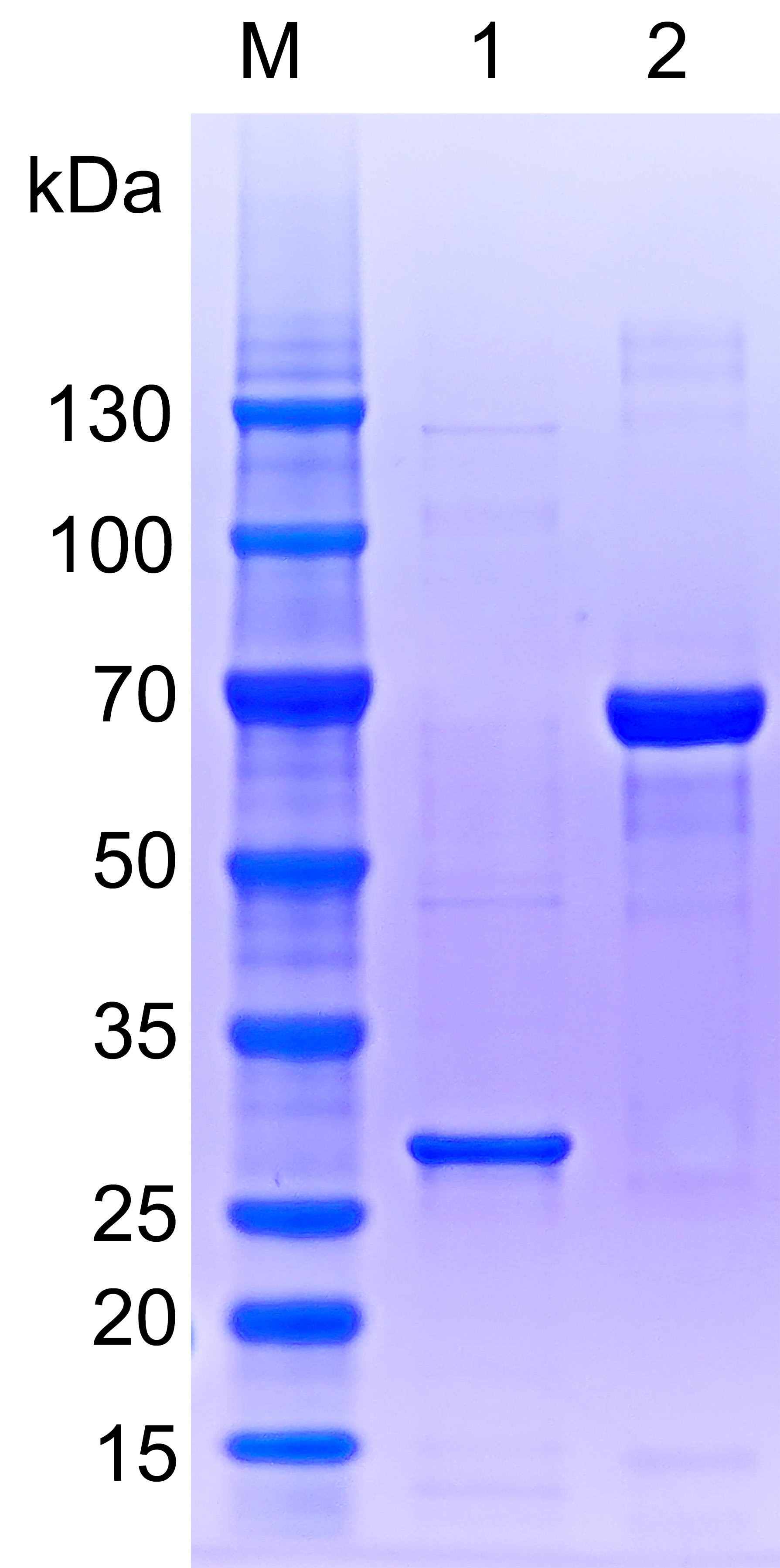 Recombinant Human PGAM5 SDS-PAGE