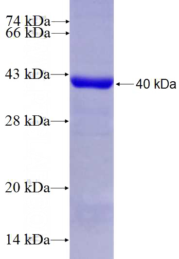 Recombinant Human MRPL19 SDS-PAGE