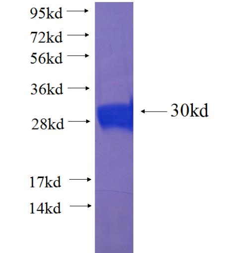 Recombinant human POLD4 SDS-PAGE