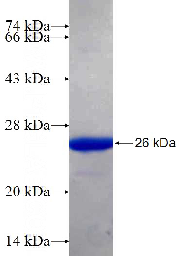 Recombinant Human BAG6 SDS-PAGE