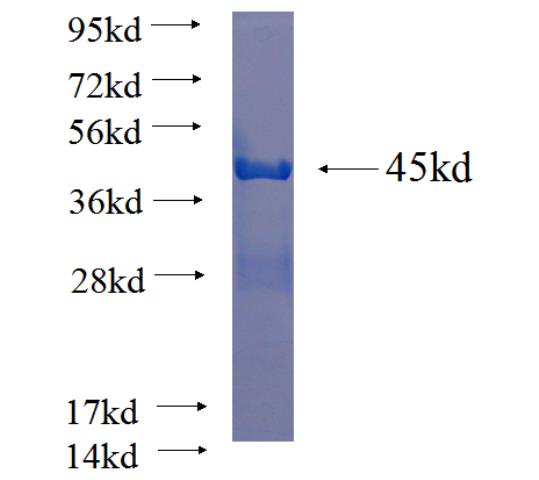 Recombinant human JPH1 SDS-PAGE