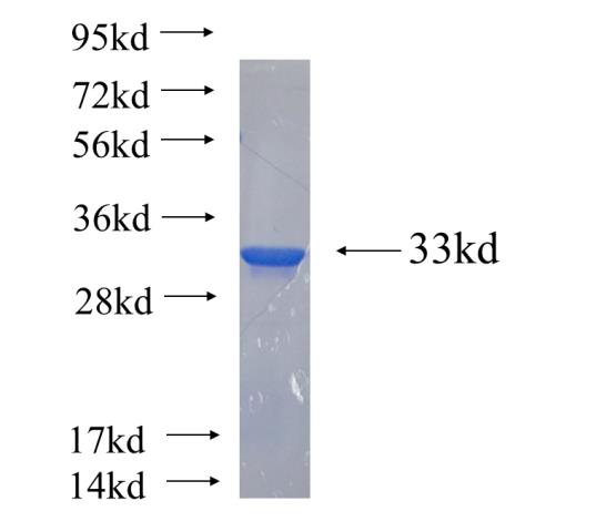 Recombinant human SOX2 SDS-PAGE