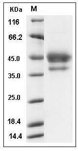 Mouse EGF / Epidermal Growth Factor Protein (Fc Tag) SDS-PAGE