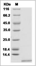Rat CXCL2 / MIP-2 Protein