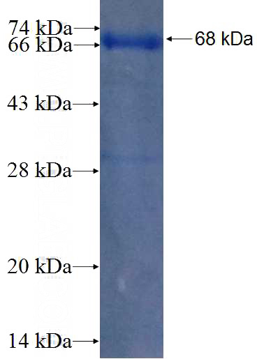 Recombinant Human USP1 SDS-PAGE