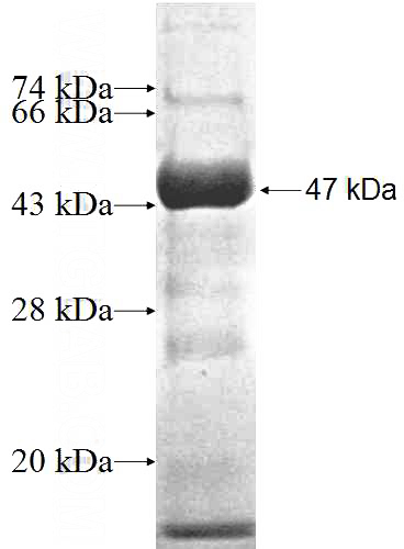 Recombinant Human FBXL8 SDS-PAGE