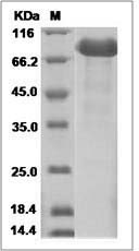 Spint1 protein SDS-PAGE
