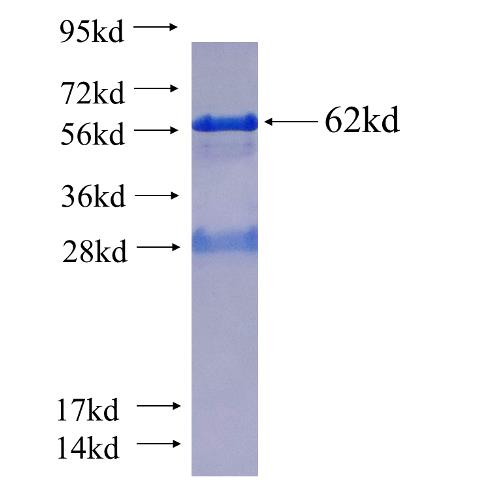 Recombinant human PCDHB13 SDS-PAGE