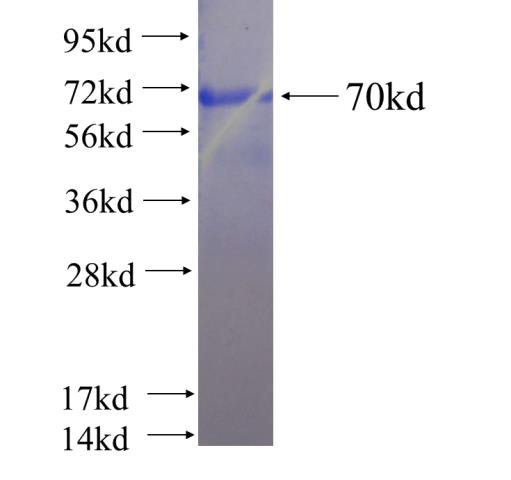Recombinant human MAT1A SDS-PAGE