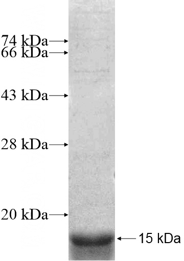 Recombinant Human RP11-345P4.4 SDS-PAGE