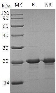 Human IL33/C9orf26/IL1F11/NFHEV (His tag) recombinant protein