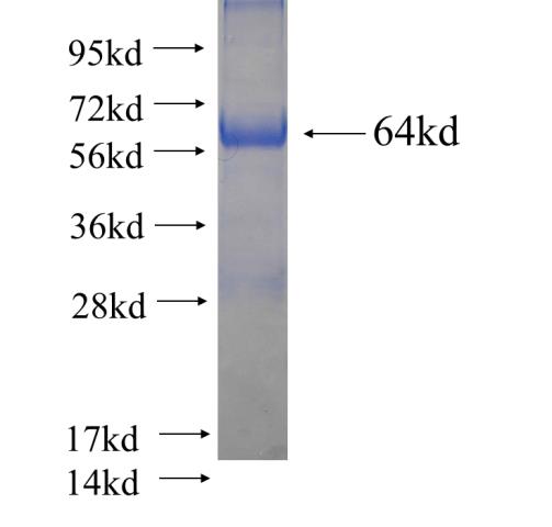 Recombinant human UNR; CSDE1 SDS-PAGE