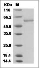ENTPD1 protein SDS-PAGE