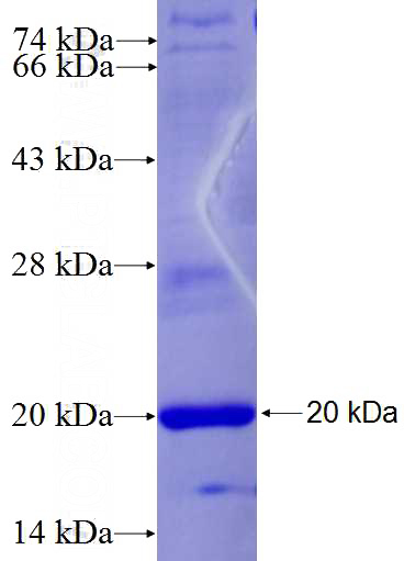 Recombinant Human NODAL SDS-PAGE