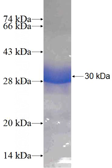 Recombinant Human POLR2C SDS-PAGE