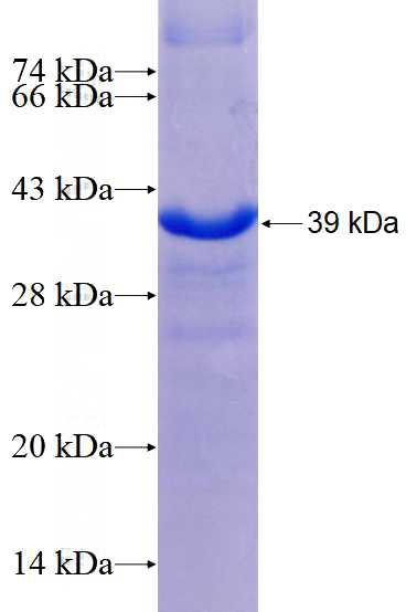 Recombinant Human ECM1 SDS-PAGE