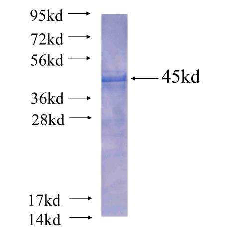 Recombinant human CDC42EP4(Full length) SDS-PAGE