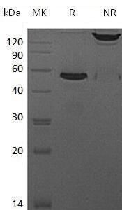 Mouse Cd40/Tnfrsf5 (Fc tag) recombinant protein