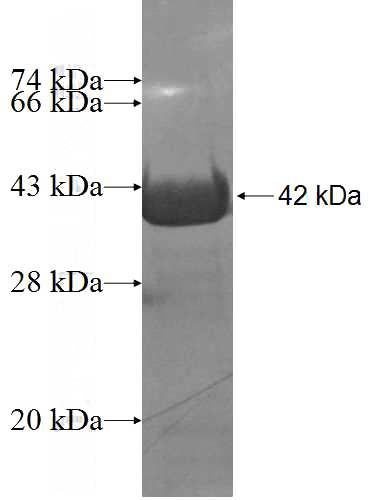Recombinant Human PAOX SDS-PAGE