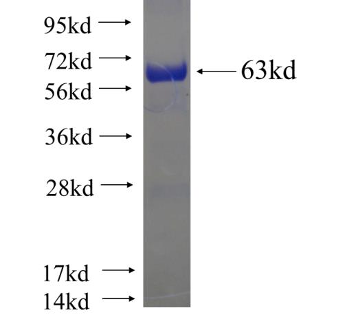 Recombinant human SEC13 SDS-PAGE