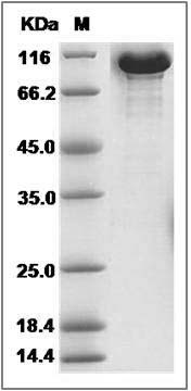 Mouse Transferrin / CD176 / Serotransferrin Protein (Fc Tag) SDS-PAGE